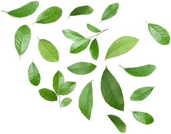 Decorative leaves