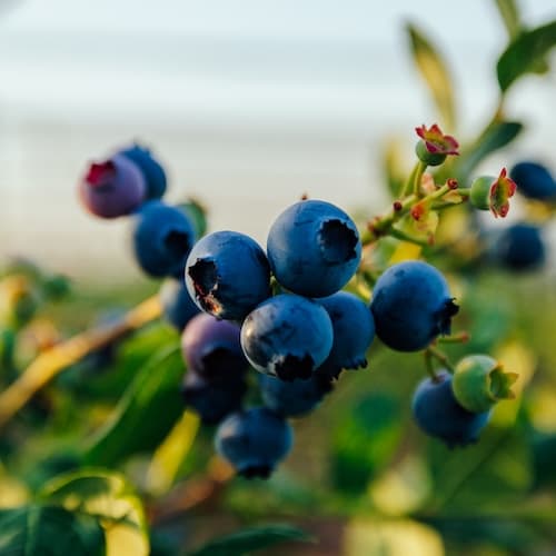 Blueberry cultivation