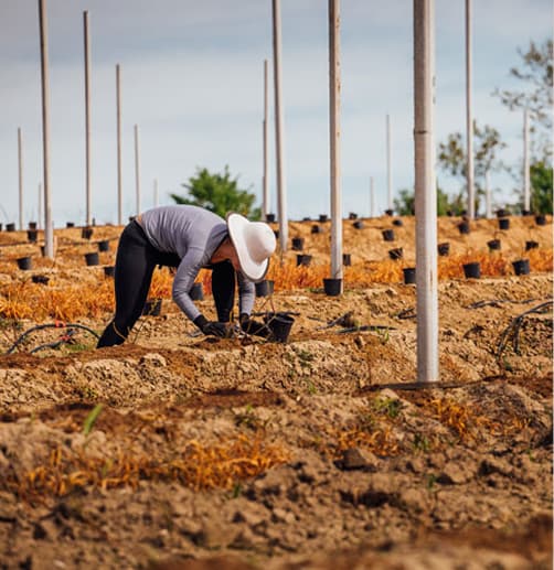 Podizanje novih zasada