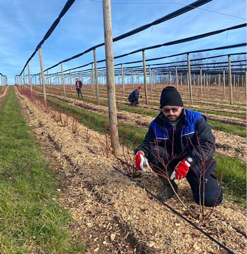 Profesionalna rezidba i nega biljaka