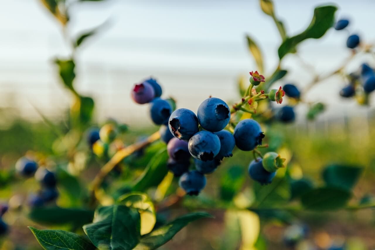 Takovo Berry pokazuje vrednost regenerativnog pristupa