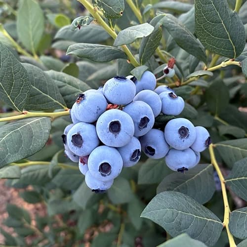 Blueberry cultivation